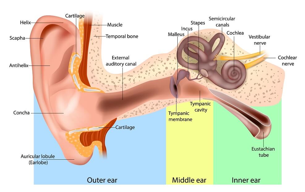 Human Ear Anatomy. Ear structure diagram.