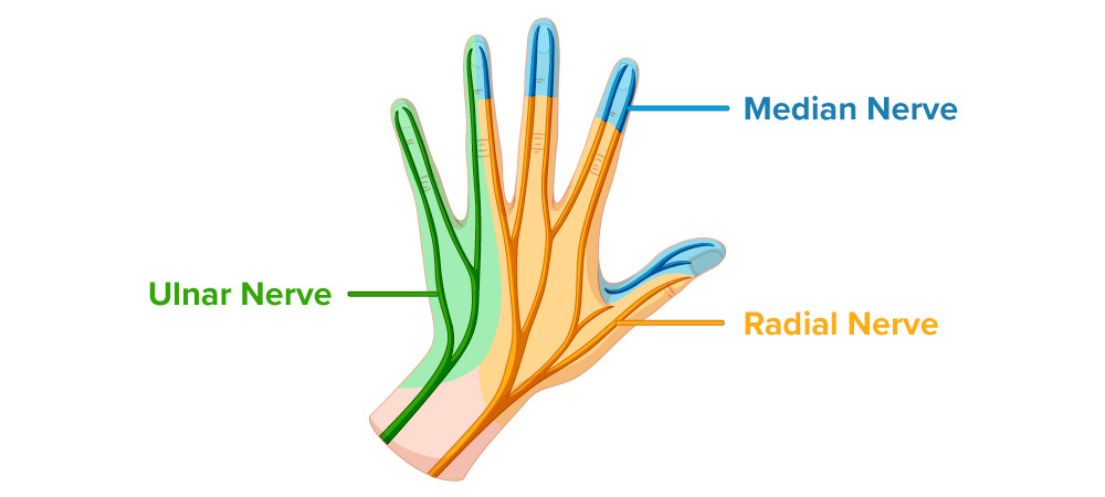 Diagram of hand median nerve