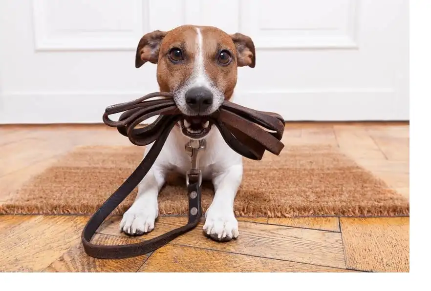 Dog with leash in mouth.
