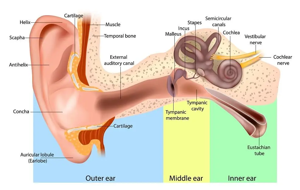 Human Ear Anatomy. Ear structure diagram.